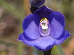 Thelymitra erosa