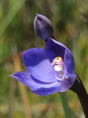 Thelymitra erosa