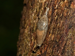 Cystopelta purpurea
