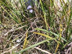 Thelymitra arenaria