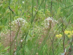 Schizocarphus nervosus