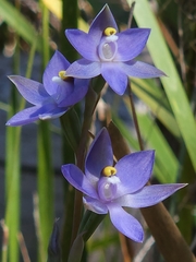 Thelymitra arenaria