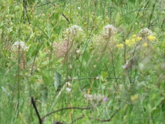 Schizocarphus nervosus