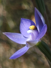 Thelymitra arenaria