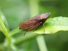 Aphrodini