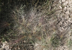 Scleropogon brevifolius