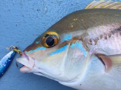 Scolopsis monogramma