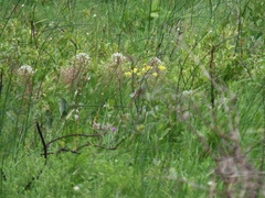 Schizocarphus nervosus