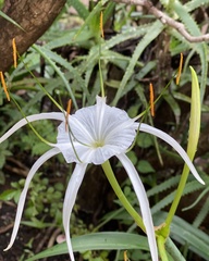 Hymenocallis
