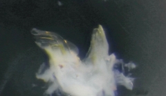 Cylindroiulus truncorum