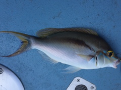 Scolopsis monogramma