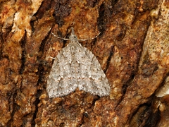 Microdes villosata