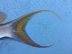 Scolopsis monogramma