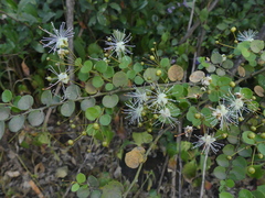 Capparis rotundifolia