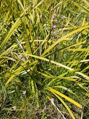 Thelymitra viridis
