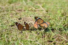 Danaus chrysippus orientis