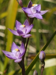 Thelymitra viridis