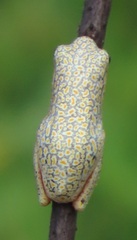 Hyperolius marmoratus taeniatus