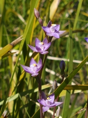 Thelymitra viridis