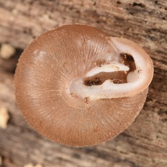 Inflectarius inflectus