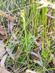 Pterostylis aphylla