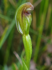 Pterostylis aphylla
