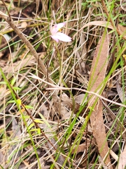 Caladenia alata