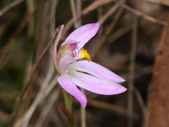 Caladenia alata