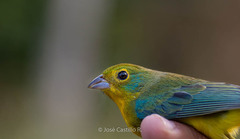 Passerina leclancherii