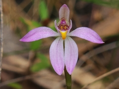 Caladenia alata