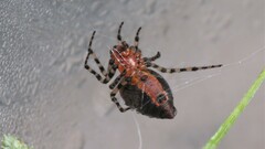 Alpaida gallardoi