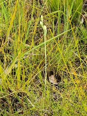 Thelymitra peniculata