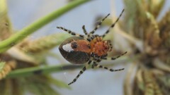 Alpaida gallardoi