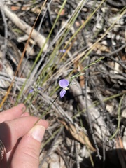 Comesperma volubile