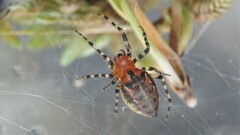 Alpaida gallardoi
