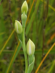 Thelymitra peniculata
