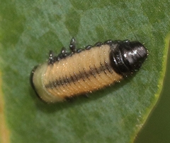 Paropsisterna cloelia