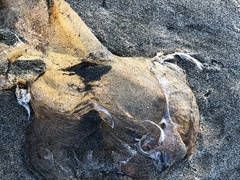 Chrysaora fuscescens