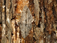 Didymoctenia exsuperata