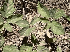 Rubus trivialis