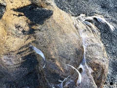 Chrysaora fuscescens