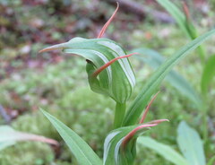 Pterostylis australis