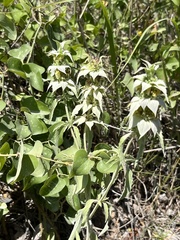 Menthinae