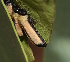 Paropsisterna cloelia
