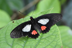 Parides erithalion