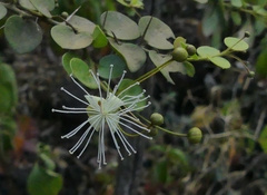 Capparis rotundifolia