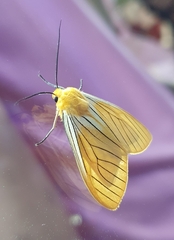 Pseudischnocampa nervosa