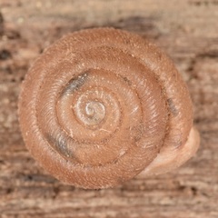 Inflectarius inflectus