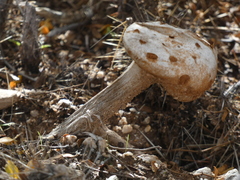 Battarreoides diguetii