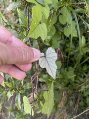 Ipomoea ficifolia